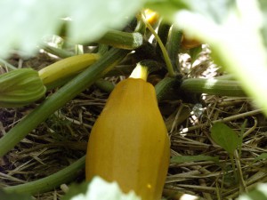courgette jaune, permaculture